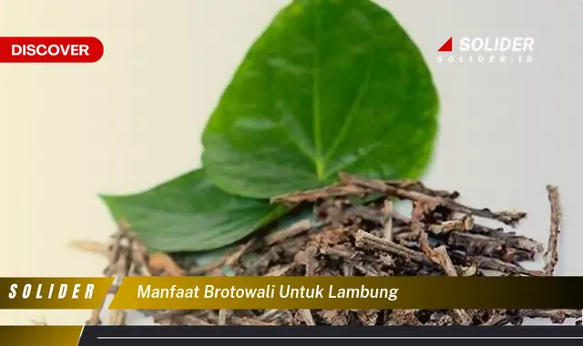 manfaat brotowali untuk lambung