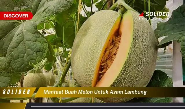 manfaat buah melon untuk asam lambung