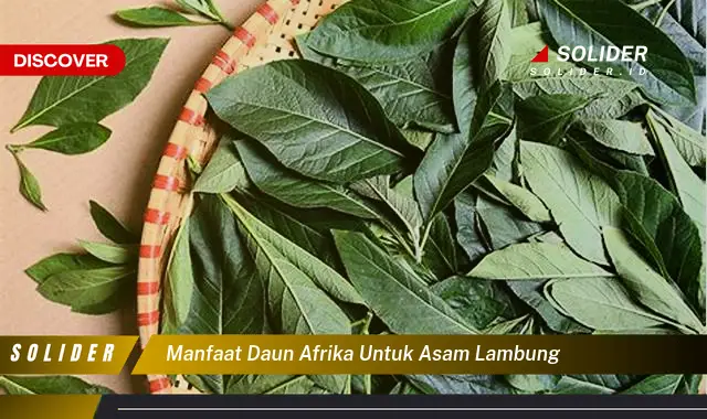 Temukan Manfaat Daun Afrika Untuk Asam Lambung Yang Jarang Diketahui