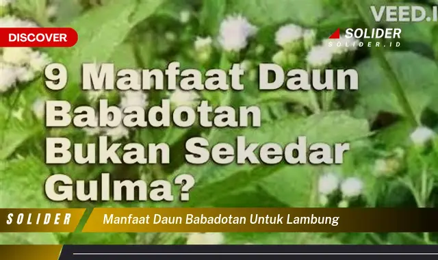 manfaat daun babadotan untuk lambung