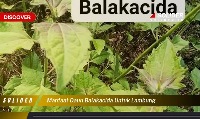 manfaat daun balakacida untuk lambung