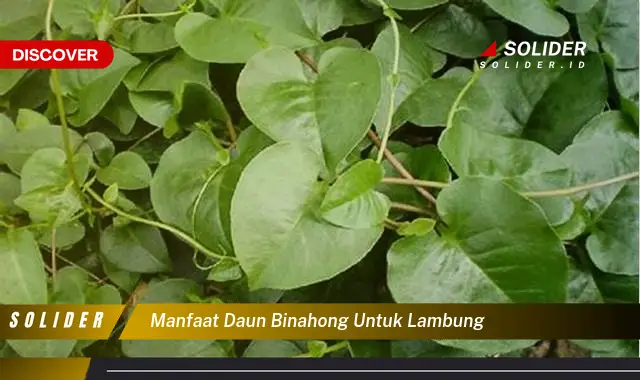 manfaat daun binahong untuk lambung