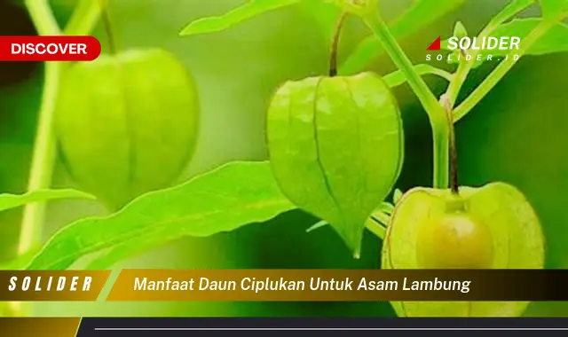 manfaat daun ciplukan untuk asam lambung