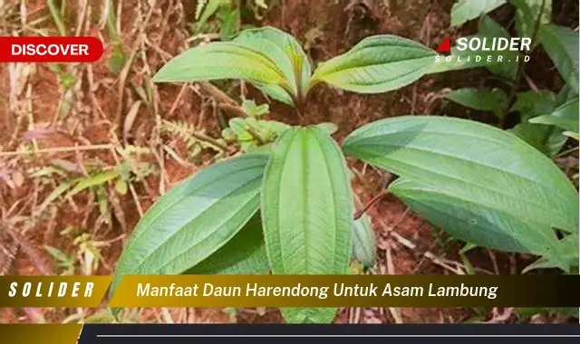 manfaat daun harendong untuk asam lambung