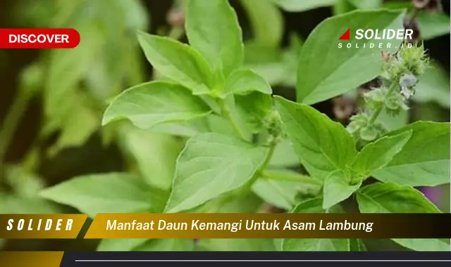 manfaat daun kemangi untuk asam lambung