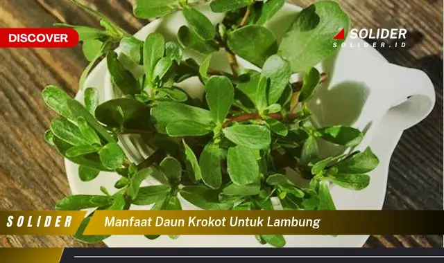 manfaat daun krokot untuk lambung