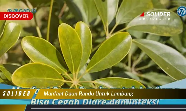 manfaat daun randu untuk lambung