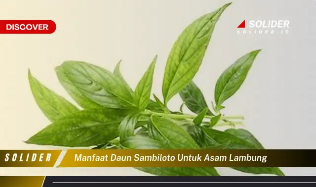 manfaat daun sambiloto untuk asam lambung