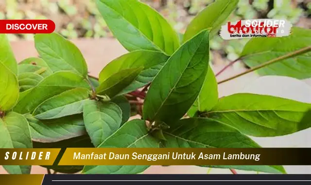 Ungkap Rahasia Daun Senggani Untuk Asam Lambung Yang Jarang Diketahui