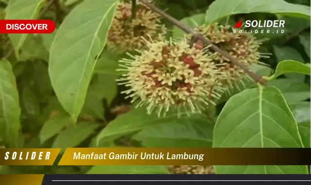 manfaat gambir untuk lambung