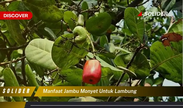 manfaat jambu monyet untuk lambung