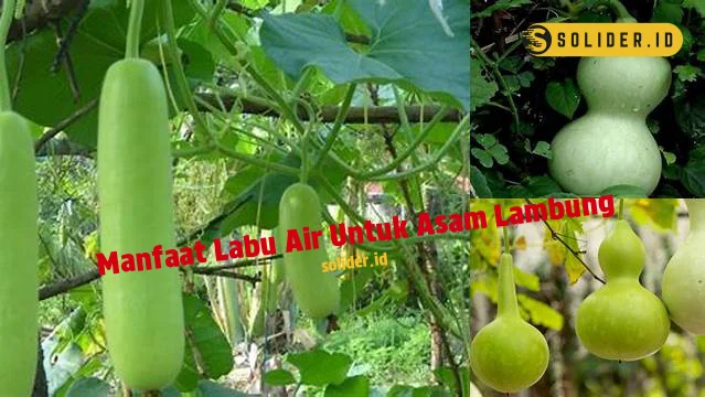 manfaat labu air untuk asam lambung