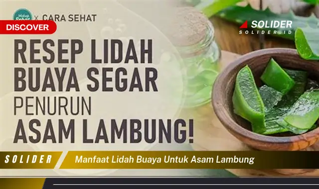 Temukan Manfaat Jarang Diketahui Lidah Buaya Untuk Asam Lambung Solider