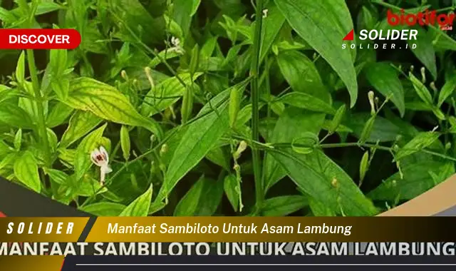 manfaat sambiloto untuk asam lambung