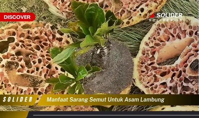 manfaat sarang semut untuk asam lambung