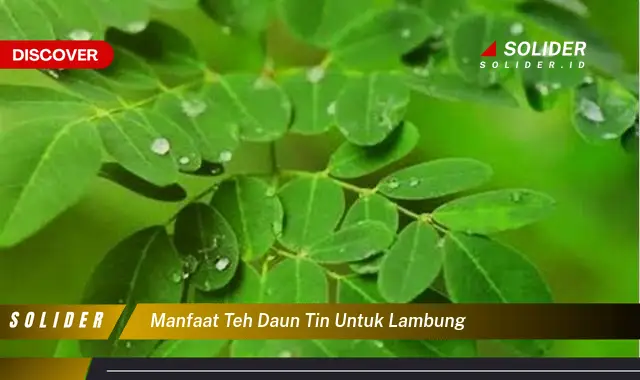 manfaat teh daun tin untuk lambung