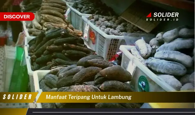 manfaat teripang untuk lambung