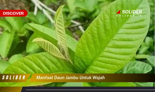 manfaat daun jambu untuk wajah