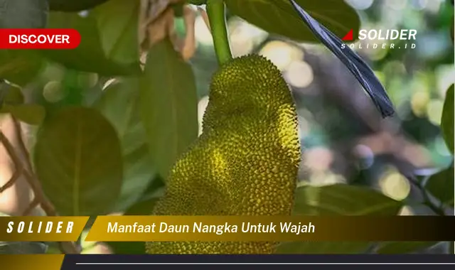 manfaat daun nangka untuk wajah