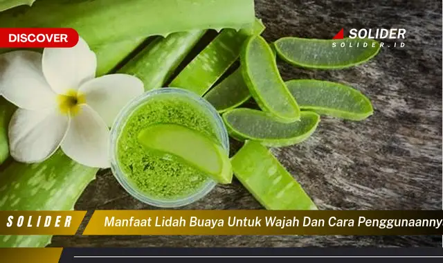 Temukan Manfaat Ajaib Lidah Buaya Untuk Wajah Yang Jarang Diketahui ...