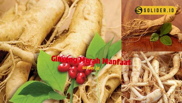 ginseng merah manfaat