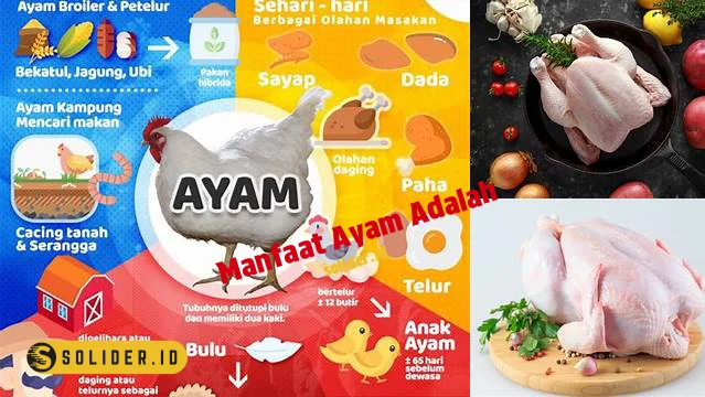 Temukan Manfaat Ayam Yang Jarang Diketahui Solider