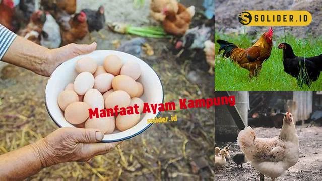 Temukan Manfaat Ayam Kampung Yang Jarang Diketahui Solider