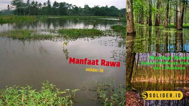 manfaat rawa