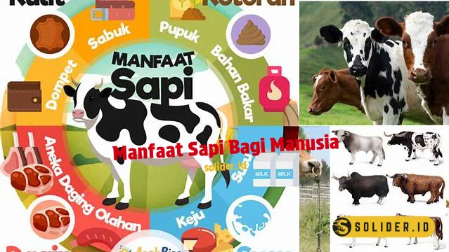 manfaat sapi bagi manusia