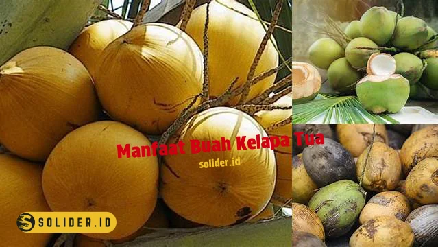 manfaat buah kelapa tua