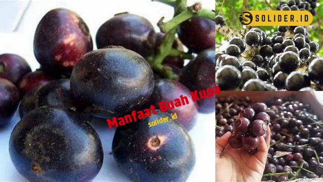 manfaat buah kupa